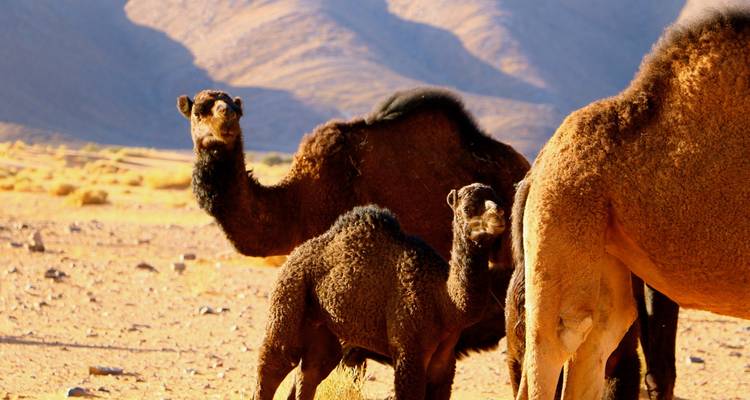 Sur de Marruecos en 4x4: explora el desierto de Erg Chegaga desde Marrakech en 5 días - circuito privado - Explore Morocco Travel 2
