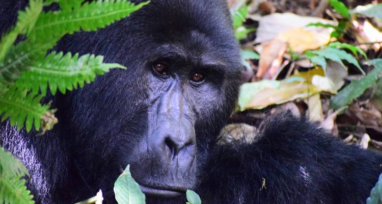 Safari de 7 días por el Parque de los gorilas y la Reina Isabel - Across Africa Tours & Travel 3