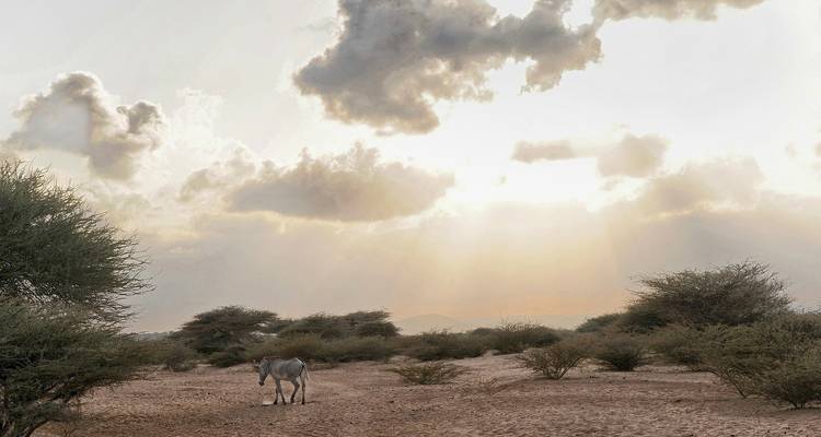 Desert landscape with a donkey under a dramatic sky.