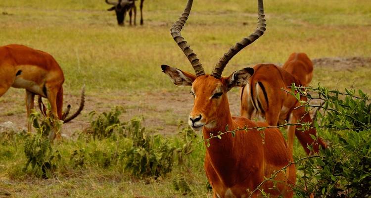 Mt. Kilimanjaro - Machame Route 8 Days Budget Camp - Across Africa Tours & Travel 2