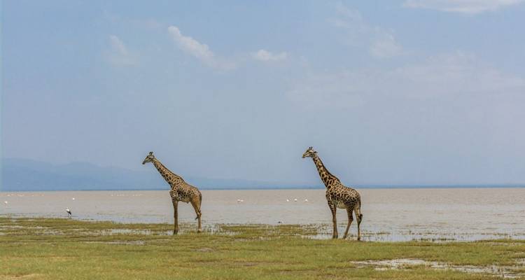4 días /3 noches Serengeti, Ngorongoro, L Manyara - confort - Across Africa Tours & Travel 5