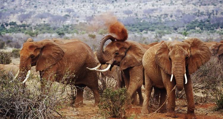 Aventura en Maasai Mara y lago Nakuru 4 días/3 noches - Across Africa Tours & Travel 3