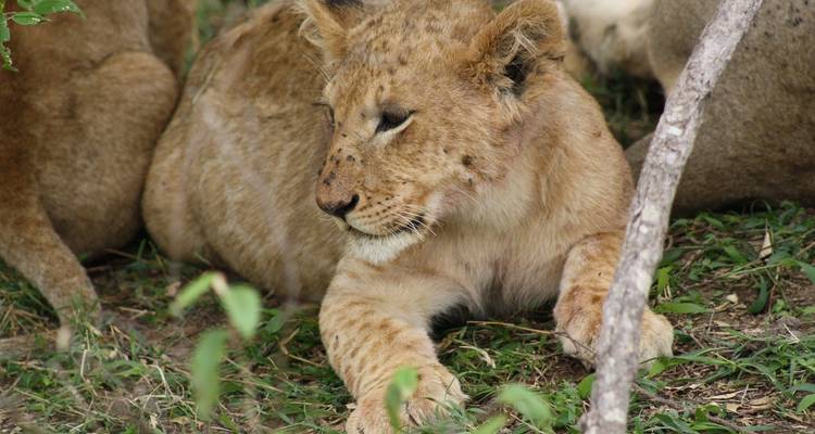 5 Días/ 4 Noches Safari por Kenia (Camping) - Across Africa Tours & Travel 6