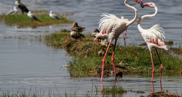 Flamingo's en andere vogels aan de waterkant.