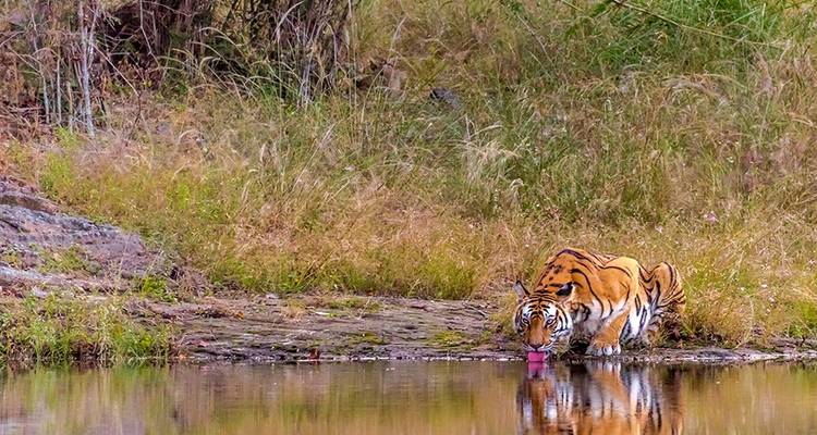 Popular Taj Mahal tour With Bandhavgarh & Kanha  Wildlife Tiger Safari all inclusive - Real viaggi india  9