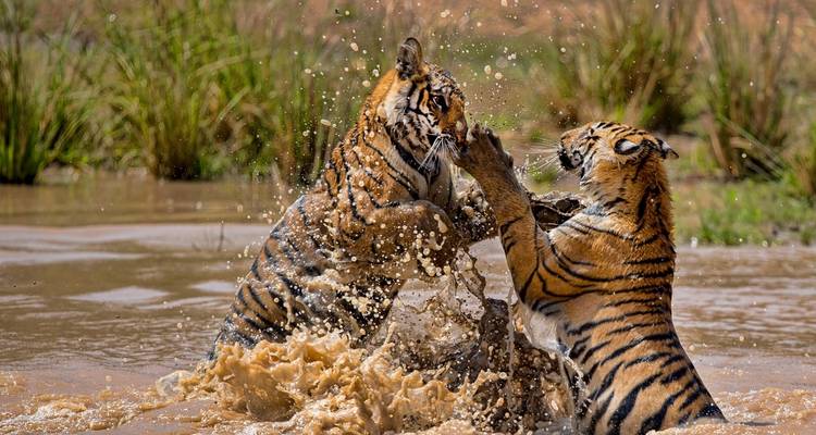 Popular Taj Mahal tour With Bandhavgarh & Kanha  Wildlife Tiger Safari all inclusive - Real viaggi india  10