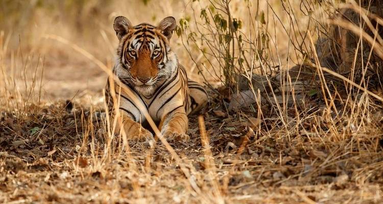 Tigre se reposant parmi les feuilles sèches.
