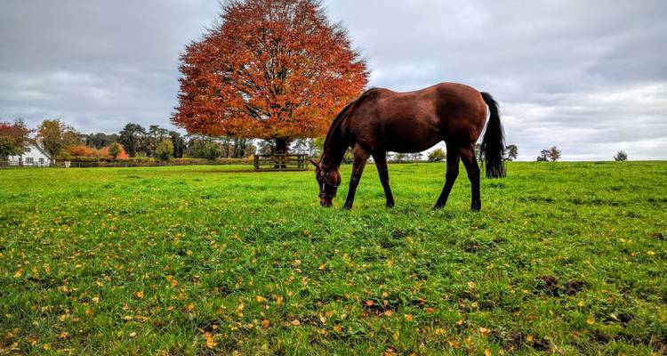 Realeza en Kerry - Royal Irish Tours 4