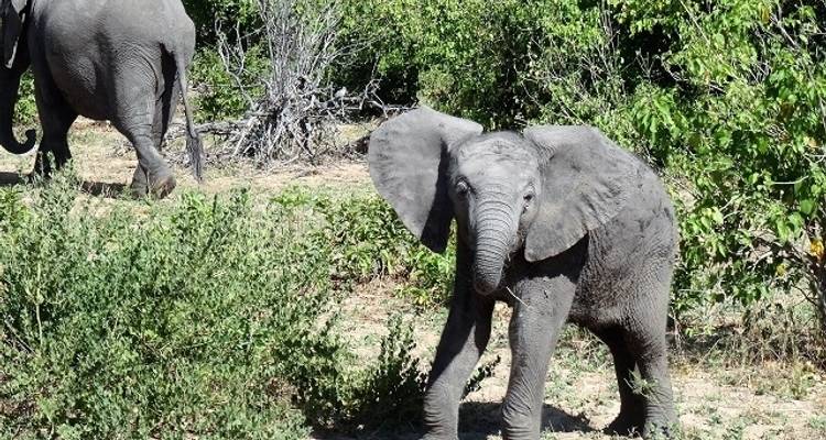 10 días de Serengeti a Zanzíbar - campamento - Acacia Adventure Holidays 3