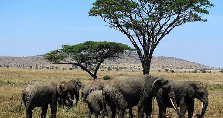 10 días de Serengeti a Zanzíbar - campamento - Acacia Adventure Holidays 5