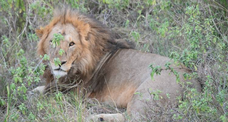 4 Days, 3 Nights Tanzania Group Joining Lodge Safari To Serengeti, Ngorongoro Crater And Manyara National Park - Perfect Wilderness Tours And Safaris 1