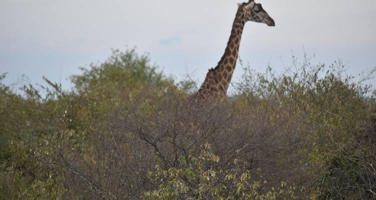 4 Days, 3 Nights Tanzania Group Joining Lodge Safari To Serengeti, Ngorongoro Crater And Manyara National Park - Perfect Wilderness Tours And Safaris 4