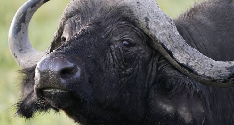 4 Days, 3 Nights Tanzania Group Joining Lodge Safari To Serengeti, Ngorongoro Crater And Manyara National Park - Perfect Wilderness Tours And Safaris 7