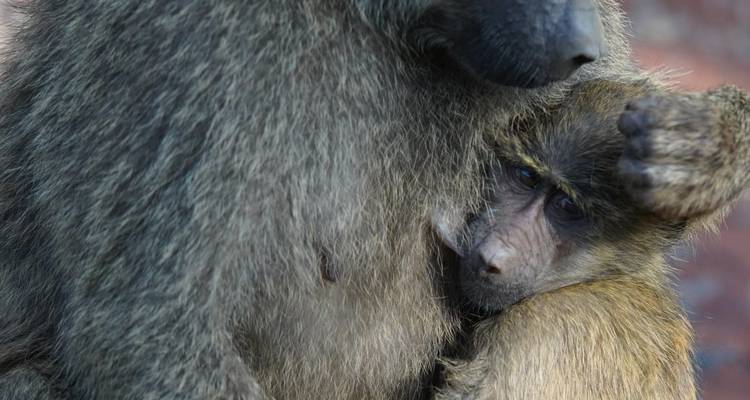 4 Days, 3 Nights Tanzania Group Joining Lodge Safari To Serengeti, Ngorongoro Crater And Manyara National Park - Perfect Wilderness Tours And Safaris 9