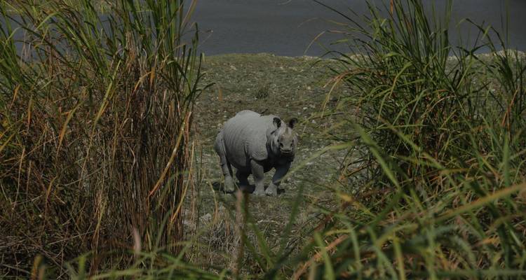 Tiger Reserve and Tribal Village Expedition - Agora Voyages OPC Pvt Ltd 3