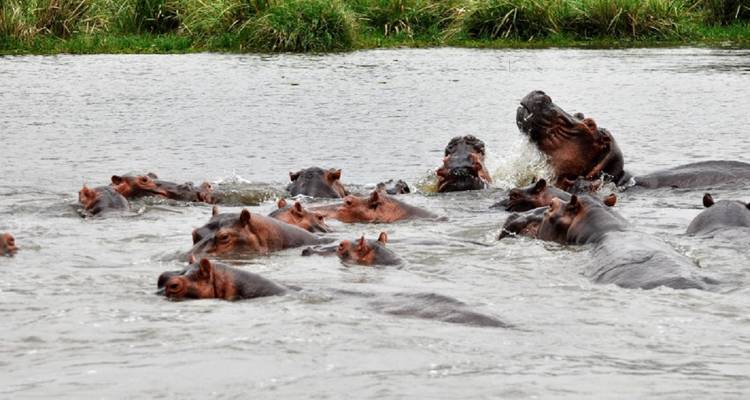 3 días Parque Nacional Queen Elizabeth - Prime Tours and Adventure 6