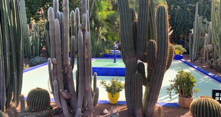 A garden with cactus plants and a decorative pool.