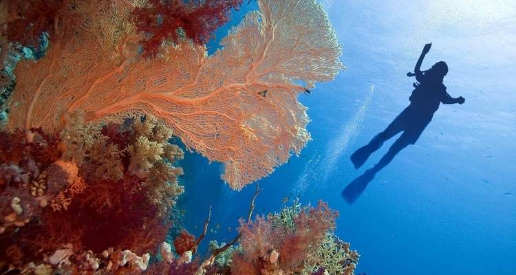 Duiker die koraalriffen onder water verkent.