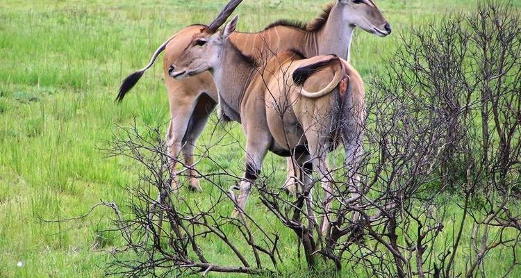 Safari de 3 días y 2 noches en Ruaha - Migration Venture Africa  6