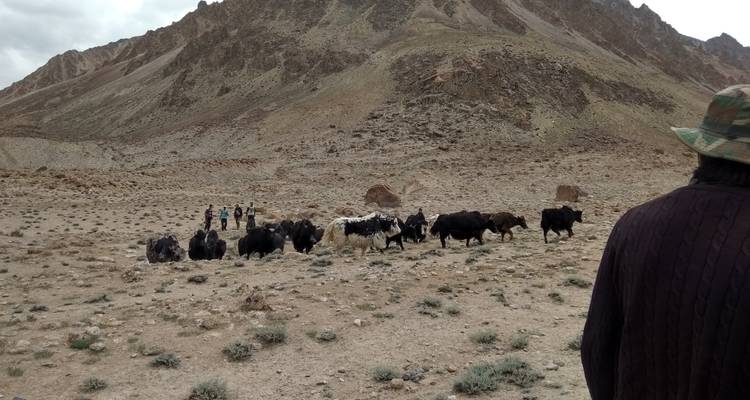 Safari de 18 jours en Yak - Shimshal Pass 4735m Hunza Pakistan - Rock Valley Tours Pvt Ltd 4