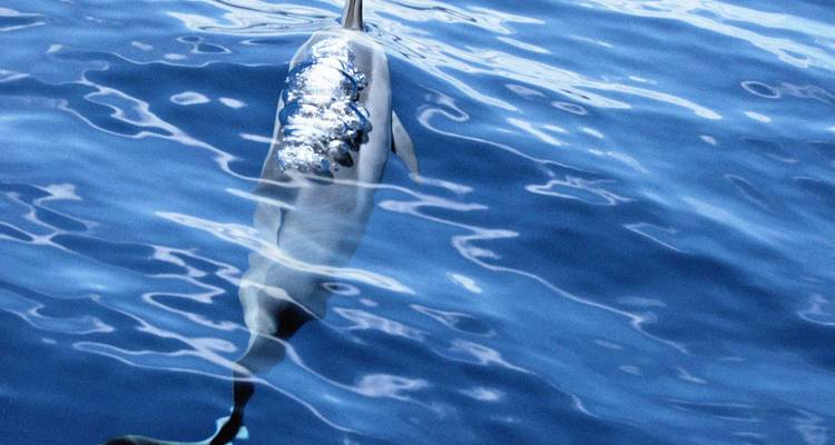 Mayotte Grand Comore Aventure 6J/ 5N - Confort - Across Africa Tours & Travel 7
