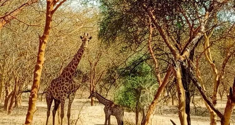 Safari por Senegal 14 días/13 noches - Across Africa Tours & Travel 4