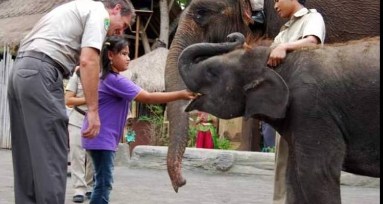 Menschen füttern Elefanten in einem Park.