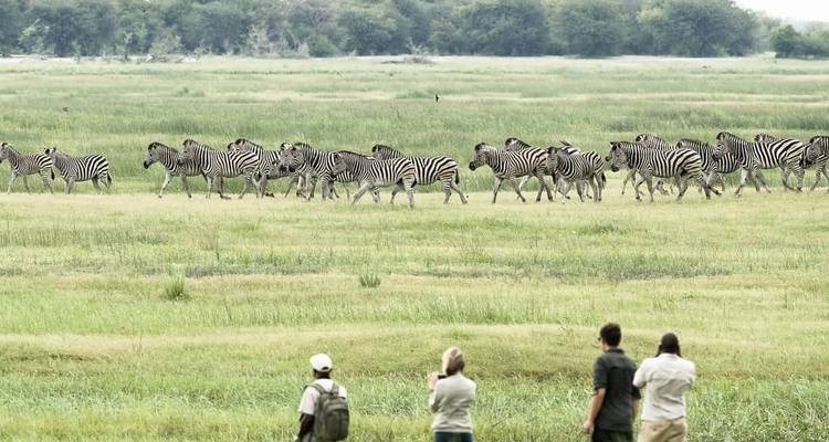 Group of people observing zebras in a grassy field.