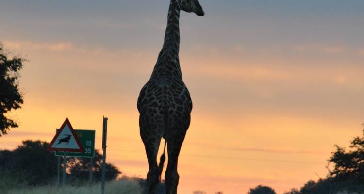 Giraffe walking on a road at sunset with a wildlife sign.