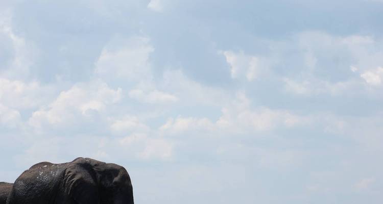 Close-up of an elephant against the sky.