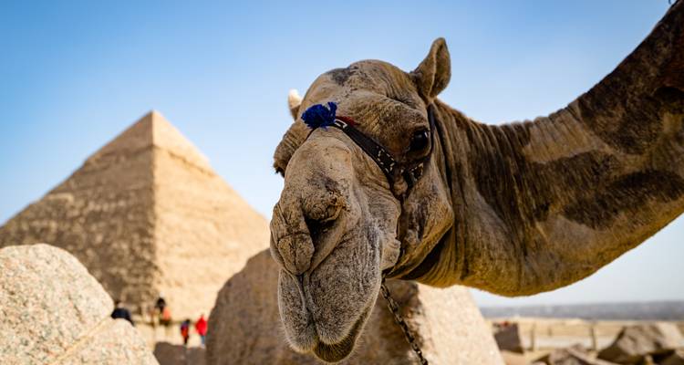 Primer plano de un camello con la Gran Pirámide de Giza al fondo.