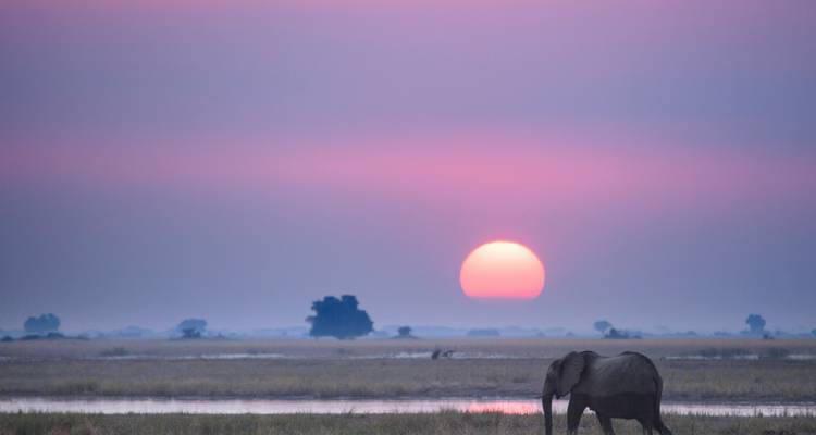 Elephant walking in a grassland during a beautiful sunset.