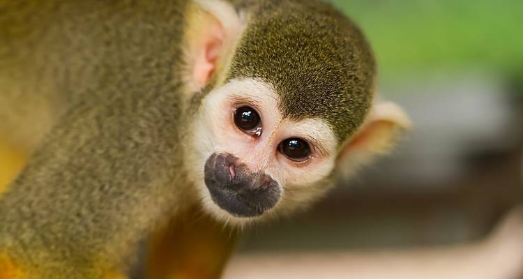 Close-up of a curious monkey looking directly at the camera.