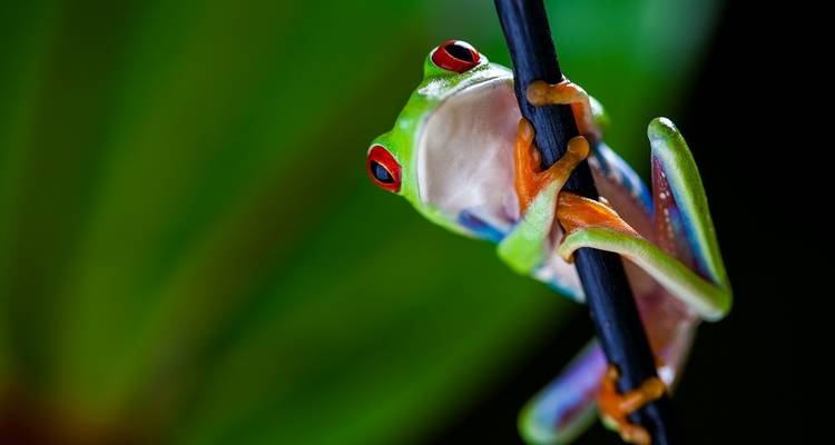 Colorful frog clinging to a branch, against a green blurred background.