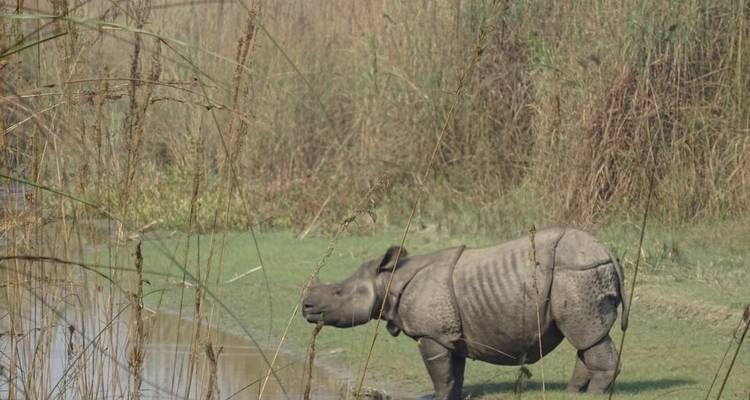 Rhinoceros standing by a body of water in a grassy area.