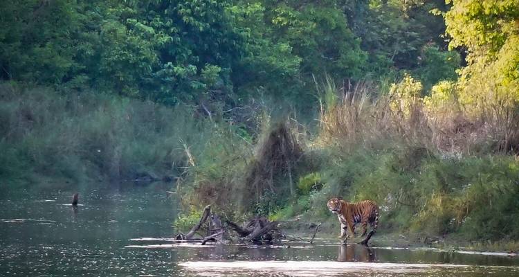 Tiger walking by a riverbank surrounded by lush vegetation.