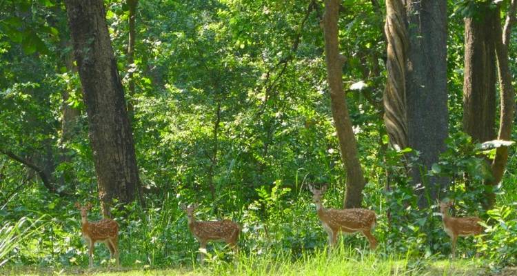 Four deer in a lush green forest, with sunlight filtering through the trees.