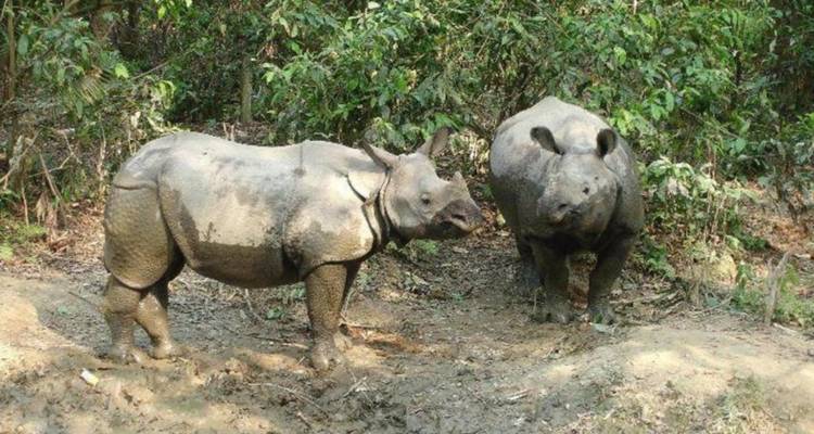 Chitwan Jungle safari tour: 2 Nights/3 Days - Himalayan Trekking Path P.Ltd 3