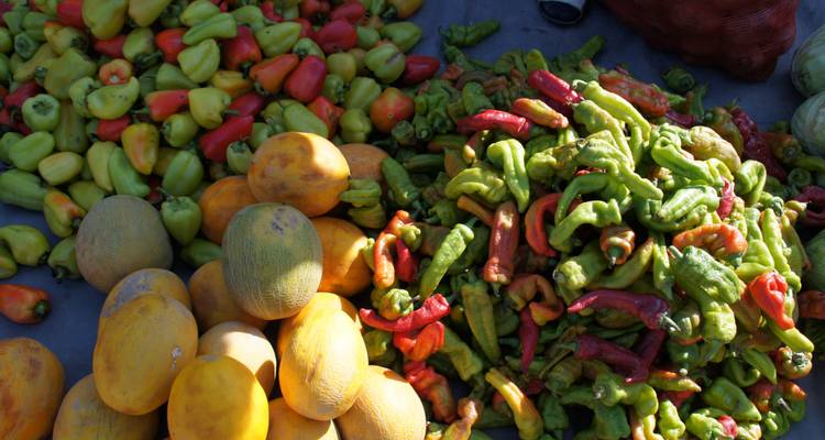Botanical tour in Tien Shan Mountains - Steppe and sky travel 4
