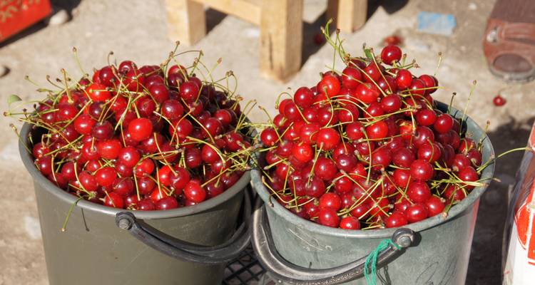 Botanical tour in Tien Shan Mountains - Steppe and sky travel 3