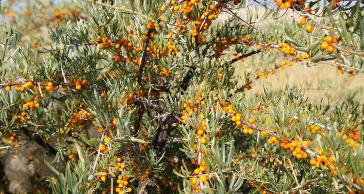 Botanical tour in Tien Shan Mountains - Steppe and sky travel 1