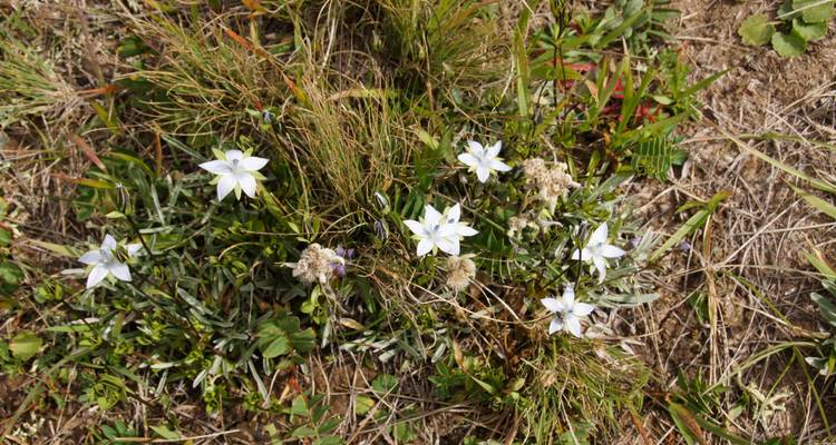 Botanical tour in Tien Shan Mountains - Steppe and sky travel 2