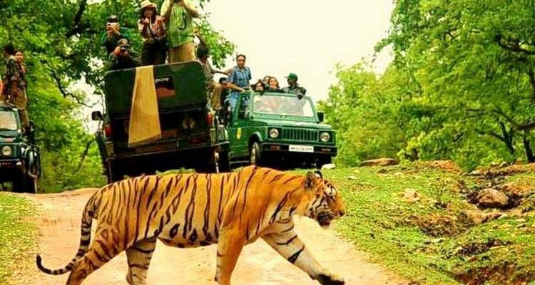 Safari de tigres le même jour au départ de Jaipur, tout compris - Fragrance of Taj 4