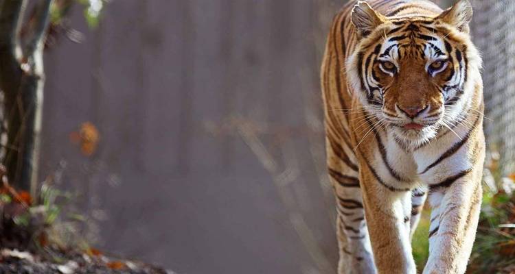 Safari de tigres le même jour au départ de Jaipur, tout compris - Fragrance of Taj 2