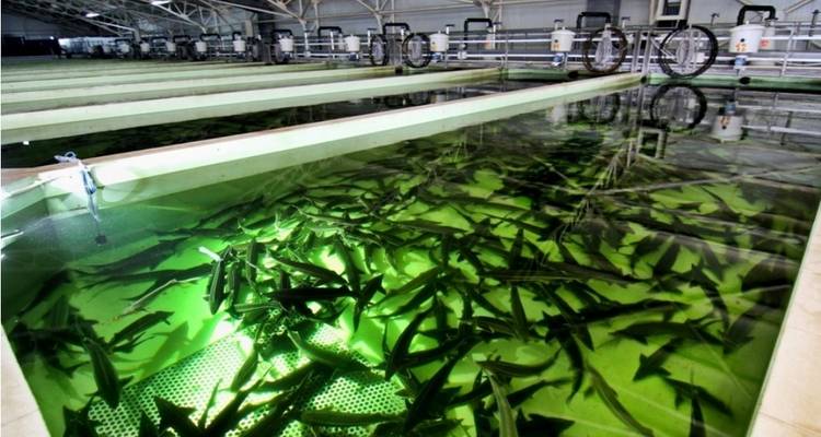 Vissen die zwemmen in een zwembad in een grote binnenfaciliteit.