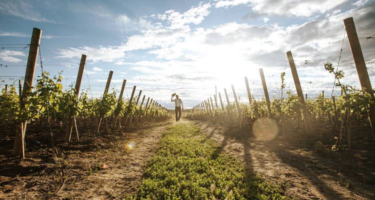 Hombre caminando por un viñedo bajo un cielo brillante.