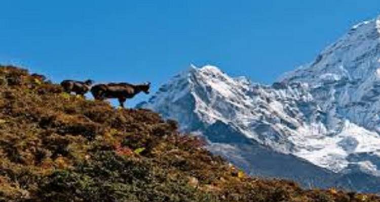 Australian Camp Panorama Trek  3 Days - Mega Mount Treks and Expedition Pvt.Ltd.  2