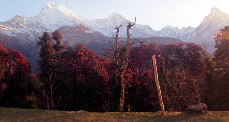 Australian Camp Panorama Trek  3 Days - Mega Mount Treks and Expedition Pvt.Ltd.  3