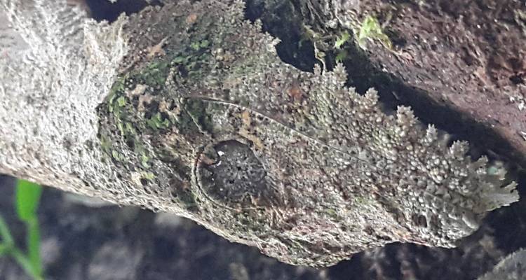 Reptile camouflé se fondant dans l'écorce d'un arbre.