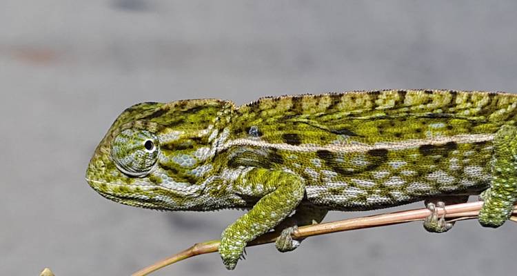 Gros plan d'un caméléon sur une branche.